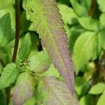 Bidens pilosa पत्ता