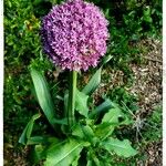 Allium giganteum Blomst