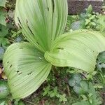 Veratrum nigrumЛист