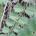 Sanguisorba minor Ліст