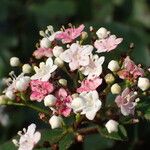 Viburnum tinus Blüte