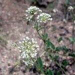 Abronia fragrans Natur