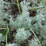 Artemisia austriaca Blad