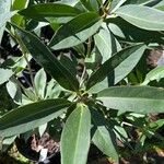 Illicium floridanum Blatt