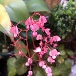 Begonia hydrocotylifolia Flor