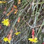 Jasminum nudiflorumBloem