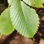 Ulmus americanaपत्ता