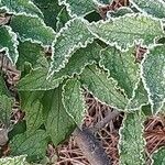 Cistus populifolius Likasa