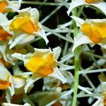 Dendrobium thyrsiflorum Flor