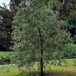 Pyrus salicifolia Habit