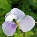 Vigna vexillata Flower