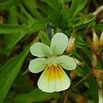 Viola arvensis Blomma