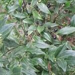 Sarcococca ruscifolia Vekstform