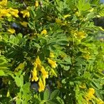 Caragana arborescensFlower