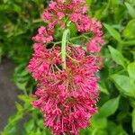 Valeriana lecoqiiFlower