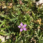 Gentianella austriaca Çiçek