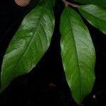 Licania kunthiana Leaf