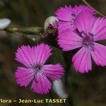 Dianthus scaber Flor