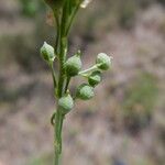 Camelina sativa Hedelmä