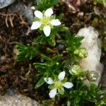 Moehringia ciliata Flower