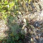 Lavandula stoechas Habitus