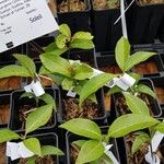 Quercus schottkyana Hábito