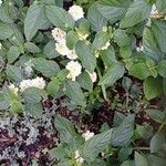 Lantana canescens Кветка