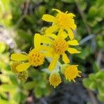 Senecio integerrimus Flower