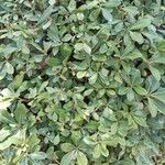 Pittosporum heterophyllum葉