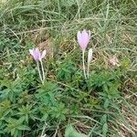 Colchicum multiflorumLorea