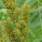 Carex vulpinoidea Fruit