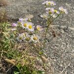 Erigeron annuus Kukka