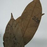 Licaria chrysophylla Nyingine