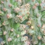 Opuntia triacanthos List