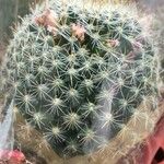 Mammillaria heyderi Fuelha