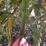 Passiflora mixta Λουλούδι