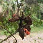 Erythrina lysistemon Fruit