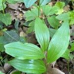 Polygonatum latifolium 葉