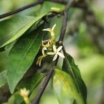 Funtumia africana Floro