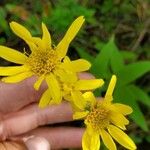 Arnica cordifoliaКвітка