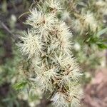 Gochnatia glutinosa Fruit