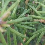 Banksia ericifolia Blad