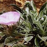 Convolvulus suendermannii