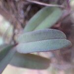 Rhipidoglossum rutilum Leaf