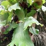 Platycerium elephantotis Leaf