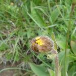 Arnica montana Drugo