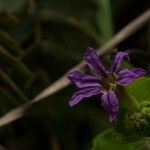 Lythrum alatum 花