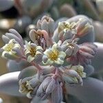 Sedum craigii Blomma