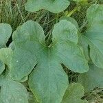 Cucurbita pepoLeaf