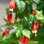 Abutilon megapotamicum Folio